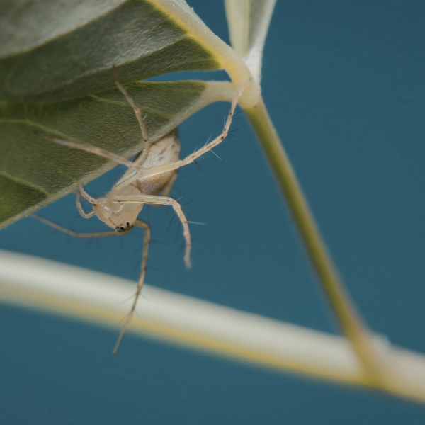 Spider activity and egg sacs during spring in Melbourne