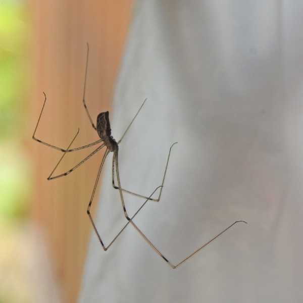 Spider activity around garden vegetation in Melbourne during spring