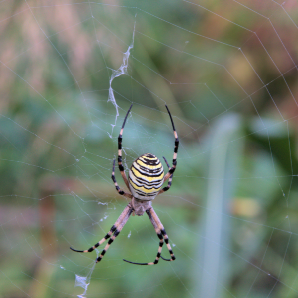 Spider activity around the exterior of a Melbourne home