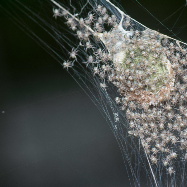 Spider egg sac attached to a sheltered area of a Melbourne home