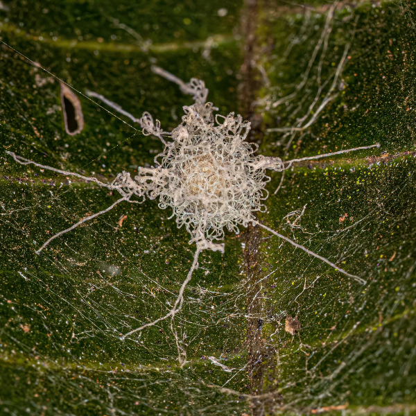 Spider egg sac hidden among garden vegetation in Melbourne