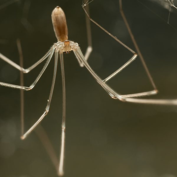 Spider egg sac in a sheltered area around a Melbourne property