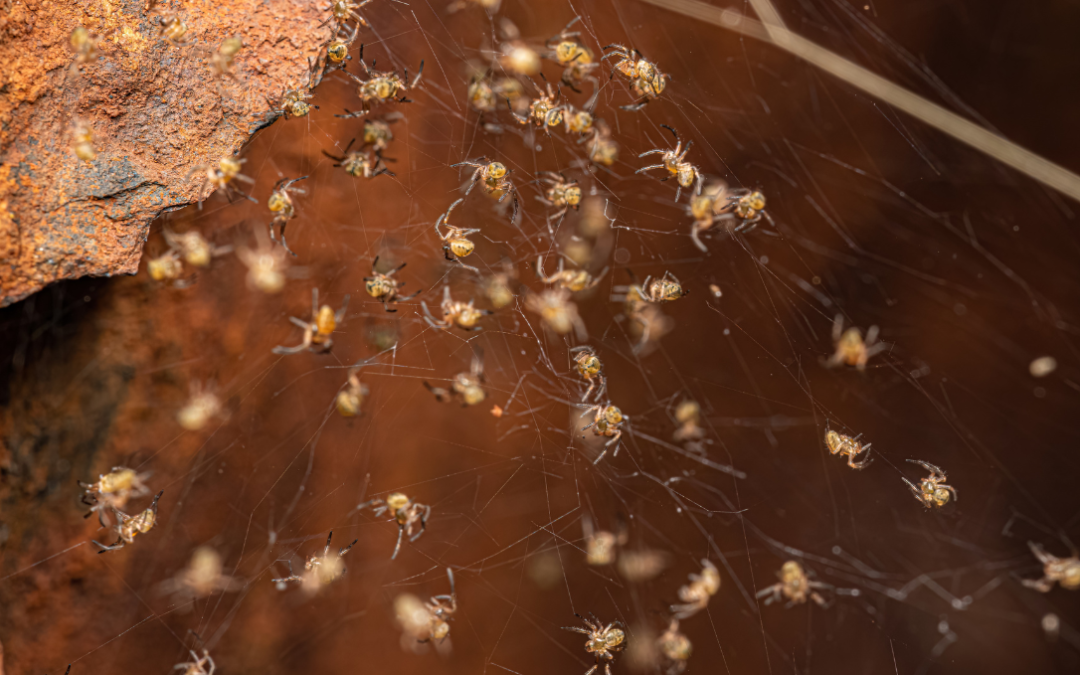 Spider Egg Sacs Melbourne: What They Mean in Spring