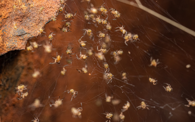 Spider Egg Sacs Melbourne: What They Mean in Spring