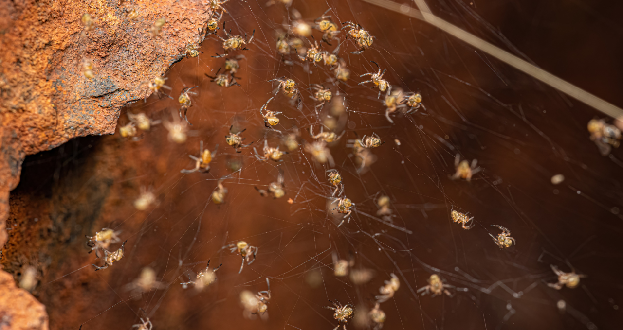 Why Pest Problems Keep Returning in Melbourne Homes