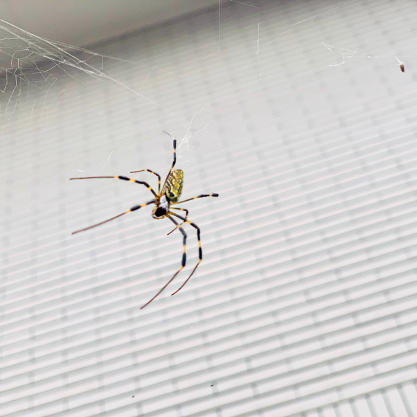 Spider webs around windows and eaves of a Melbourne house