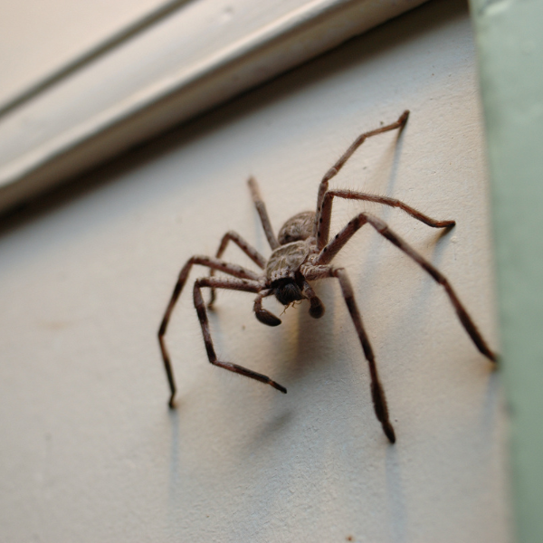 Spider webs beneath the eaves of a Melbourne home