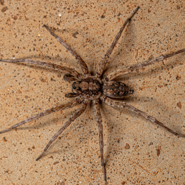 Spiders and webs inside a Melbourne garage or garden shed