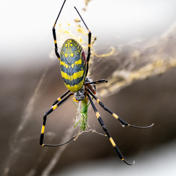 Spiders gathering near outdoor lights at a Melbourne property