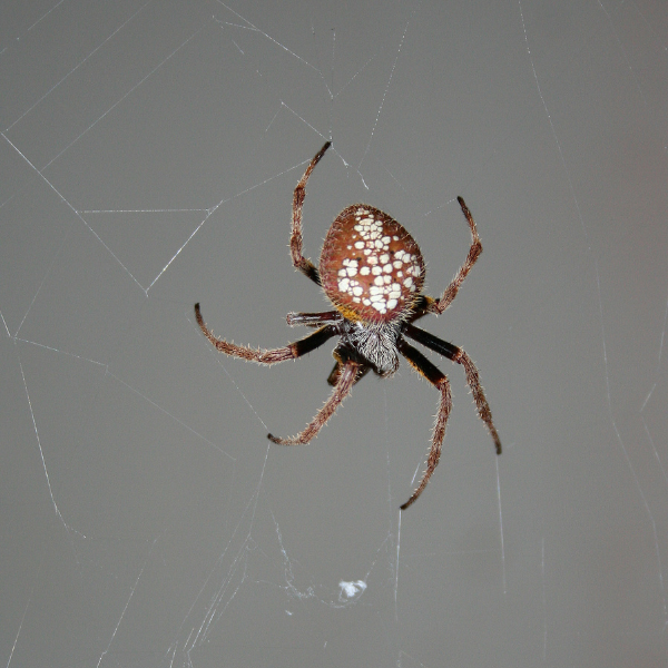 Spring spiders around a Melbourne home